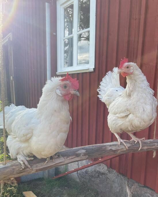 Gamla Ersgarden I Ersmark Umeå Eksteriør billede